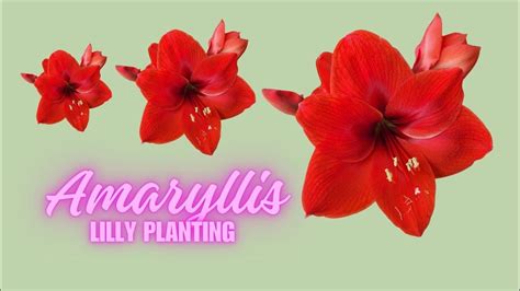 Amaryllis: From Simple Bulb to Wonder of Nature's Magic